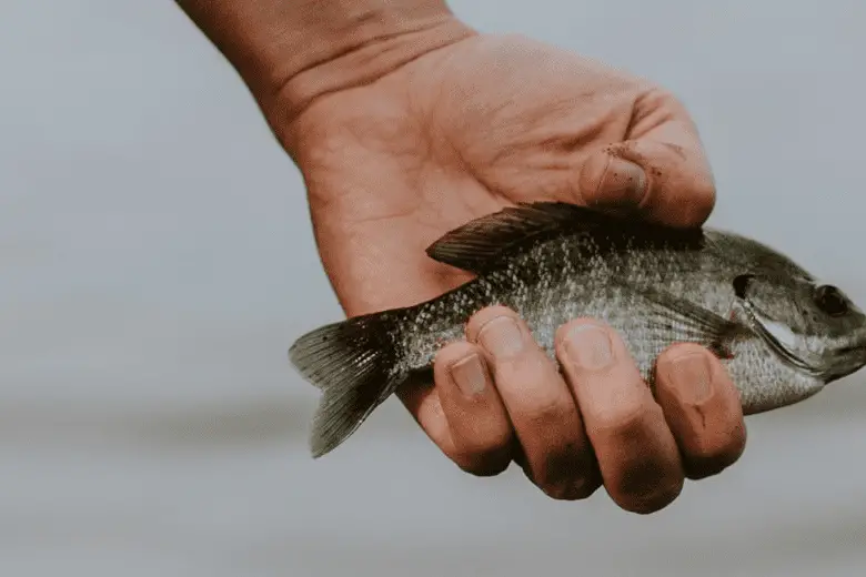 Man holding a fish in his hand